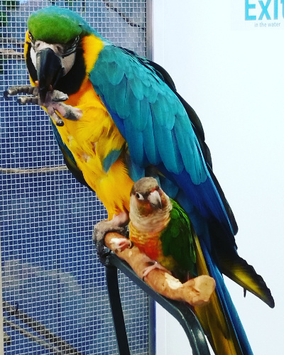 UCONN parrot 06