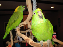 amazon parrot 1