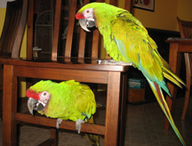 amazon parrot 2