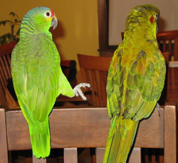 amazon parrot 4