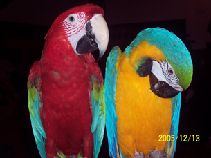 amazon parrot 5